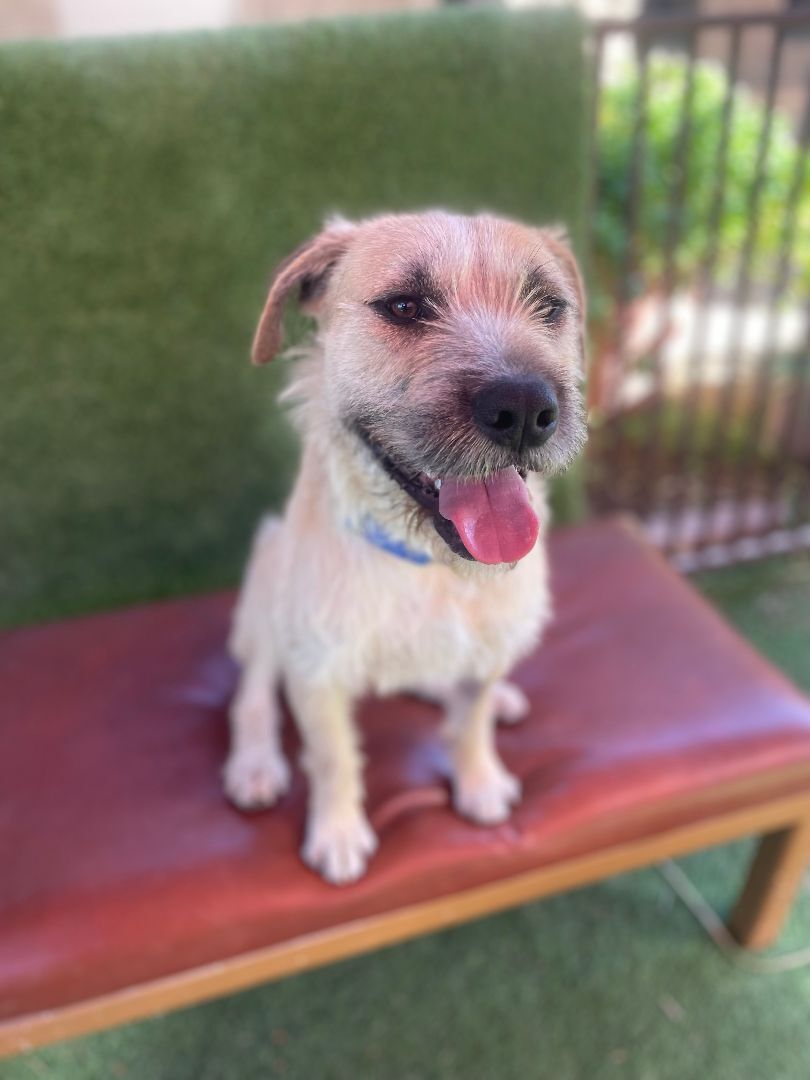 Enlarge Alfred, a Adoptable mixed breed in Glendale, AZ image 16/16