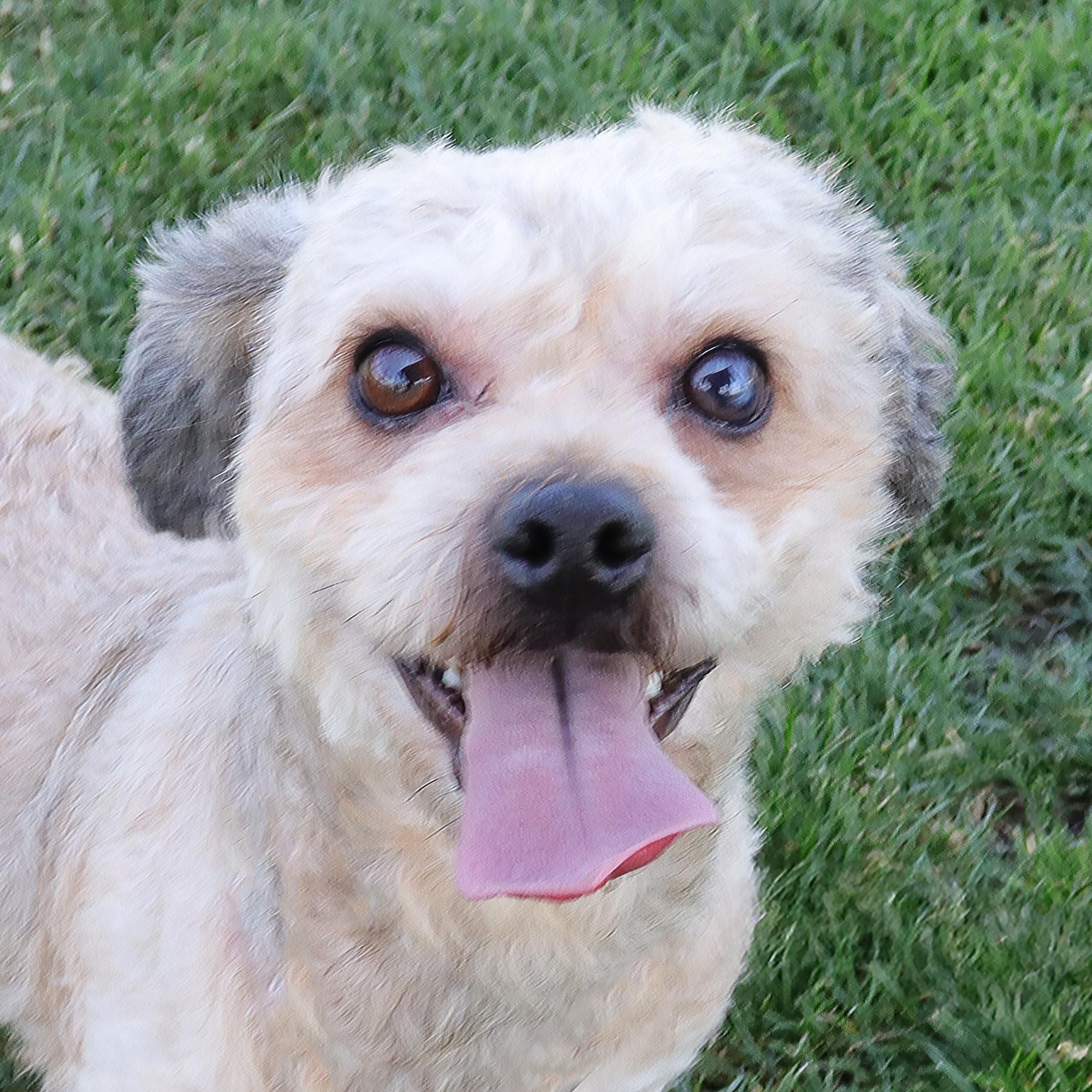 Rascal, Senior Male Maltese