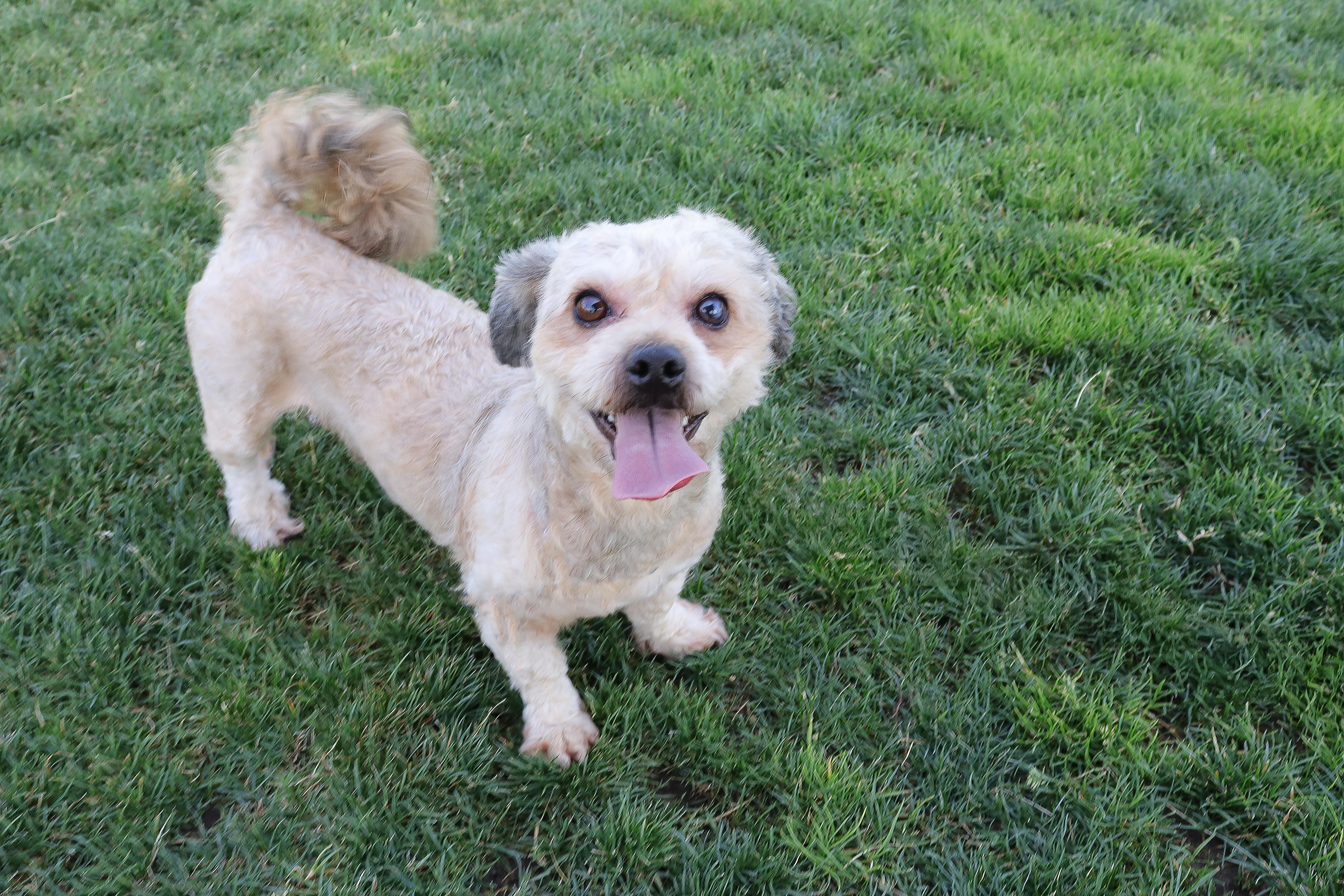 Rascal photo 2