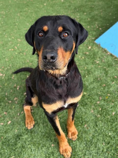 MAX, Adoptable, Young Male Rottweiler & Mixed Breed.