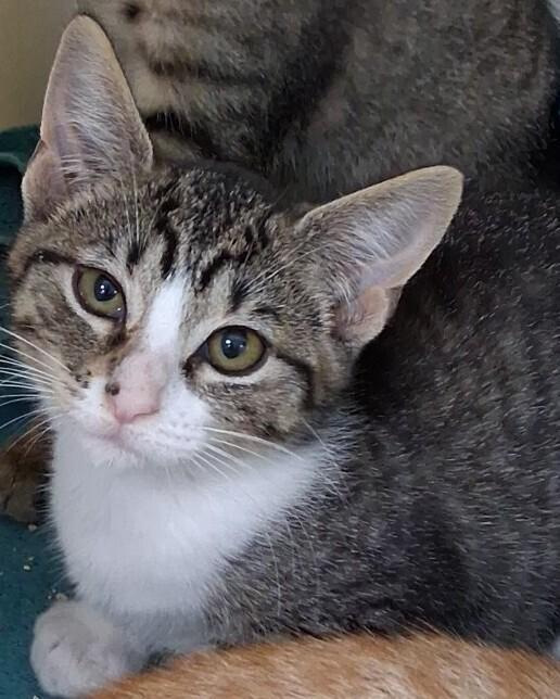 Enlarge Lola #6, a Adoptable mixed breed in Westfield, WI image 1/1