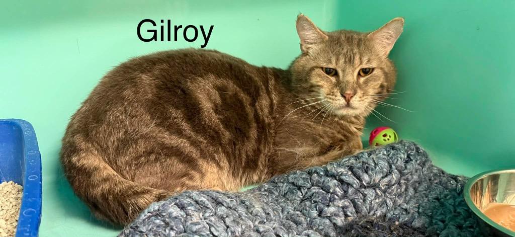 Gilroy, Adoptable, Adult Male Domestic Short Hair.
