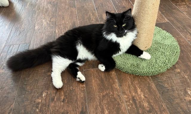 Jabba (& Anankin), Adoptable, Adult Male Domestic Long Hair.