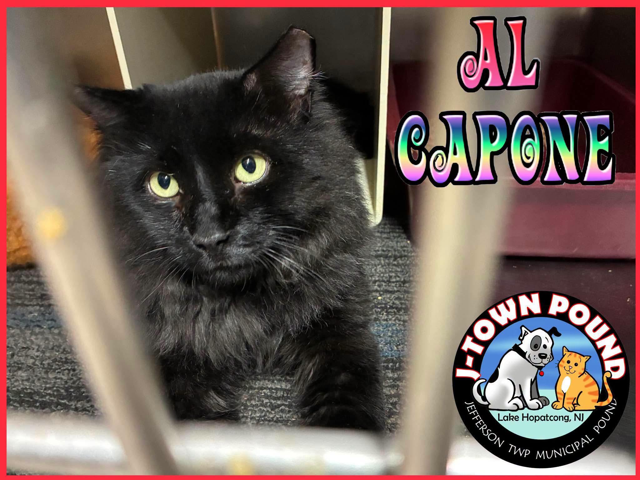 Enlarge Al Capone, a Adoptable Domestic Long Hair in Lake Hopatcong, NJ image 1/5