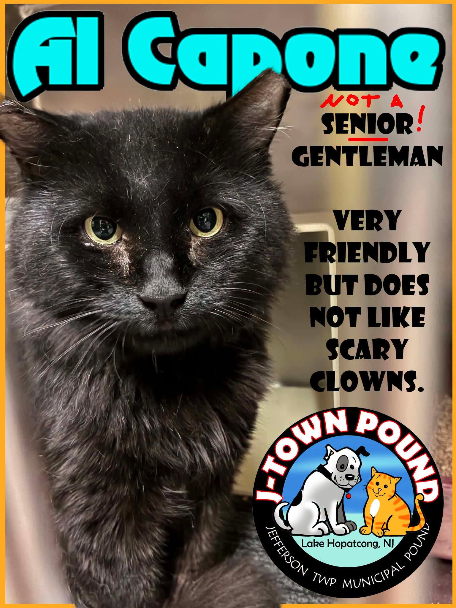 Enlarge Al Capone, a Adoptable Domestic Long Hair in Lake Hopatcong, NJ image 3/5