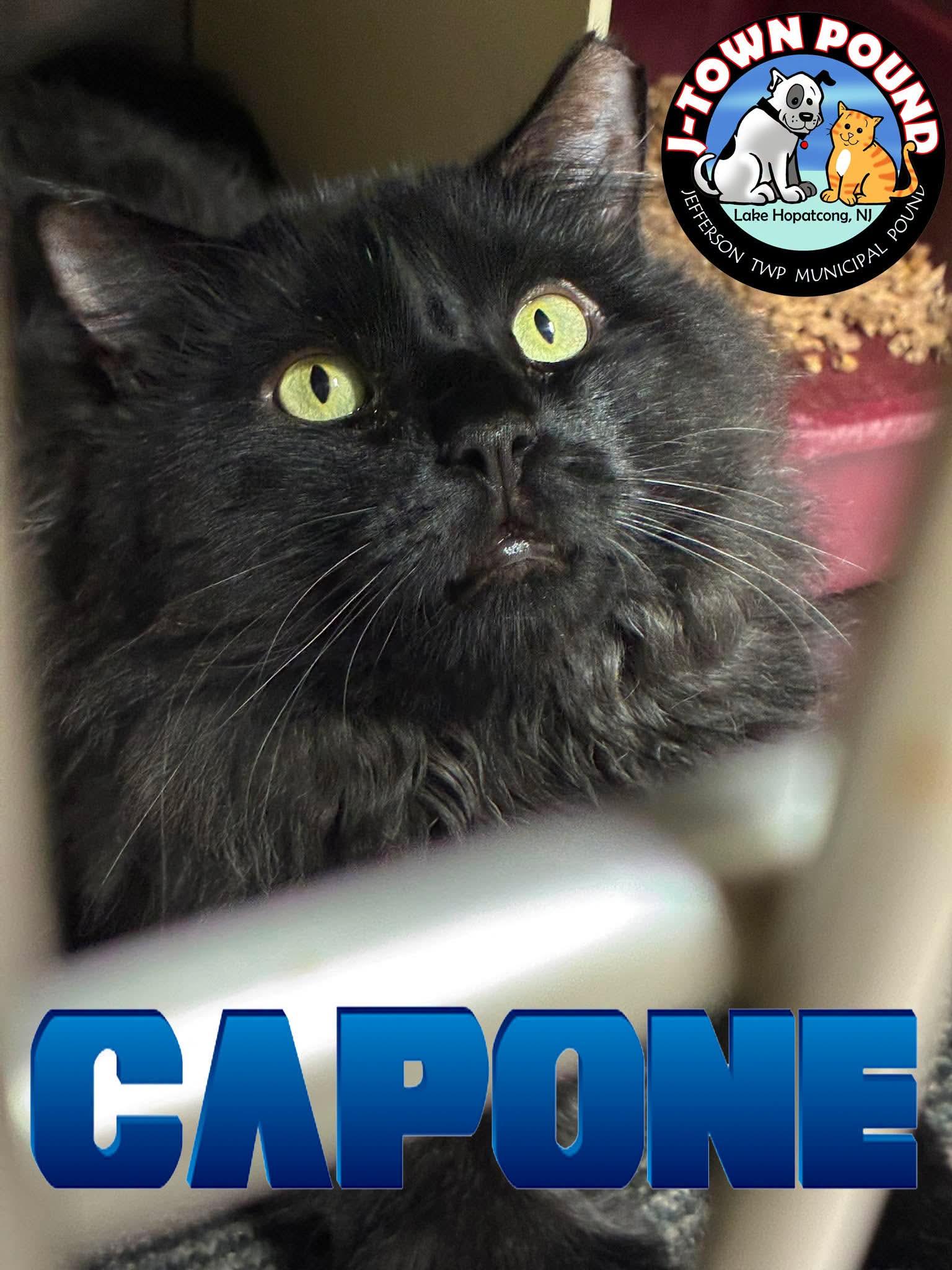Enlarge Al Capone, a Adoptable Domestic Long Hair in Lake Hopatcong, NJ image 2/5