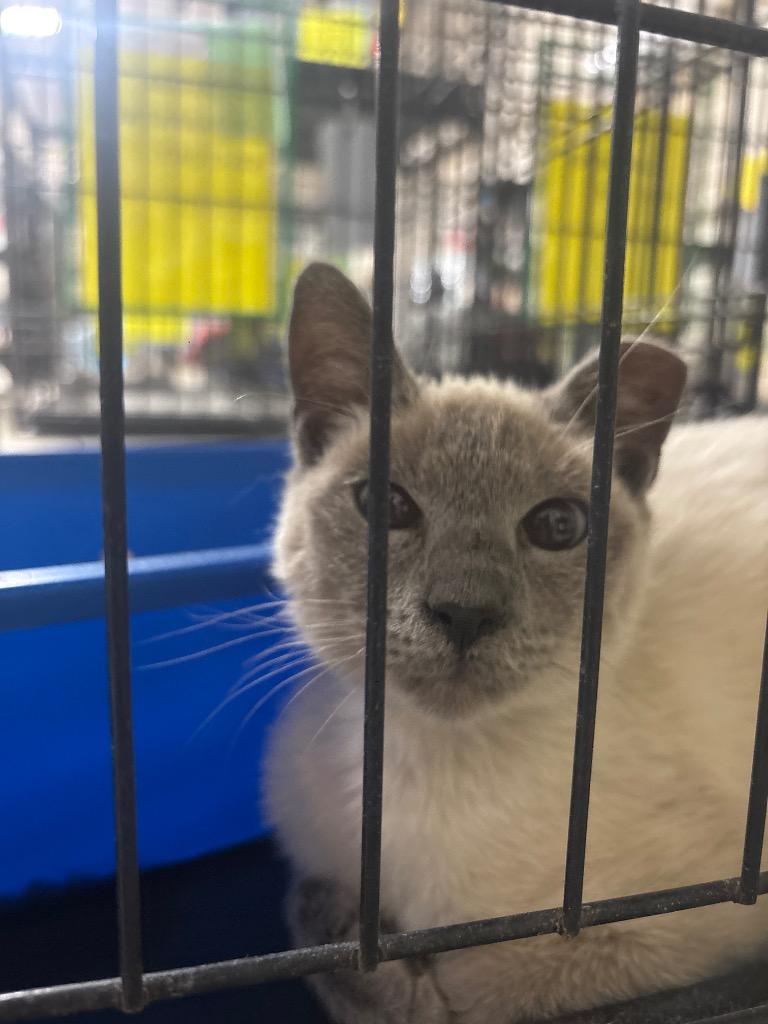 Enlarge Little Dee, a Adoptable Siamese in Corpus Christi, TX image 1/2