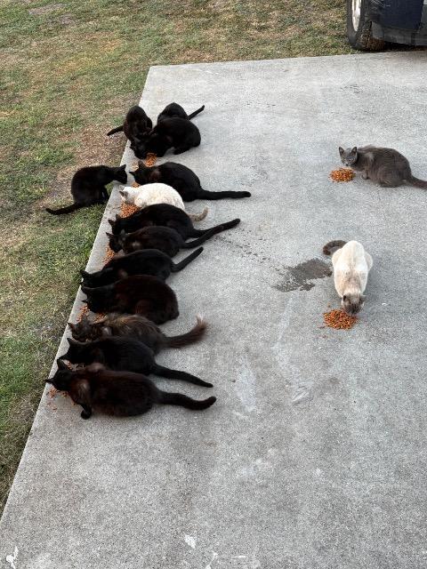 Enlarge Little Dee, a Adoptable Siamese in Corpus Christi, TX image 2/2