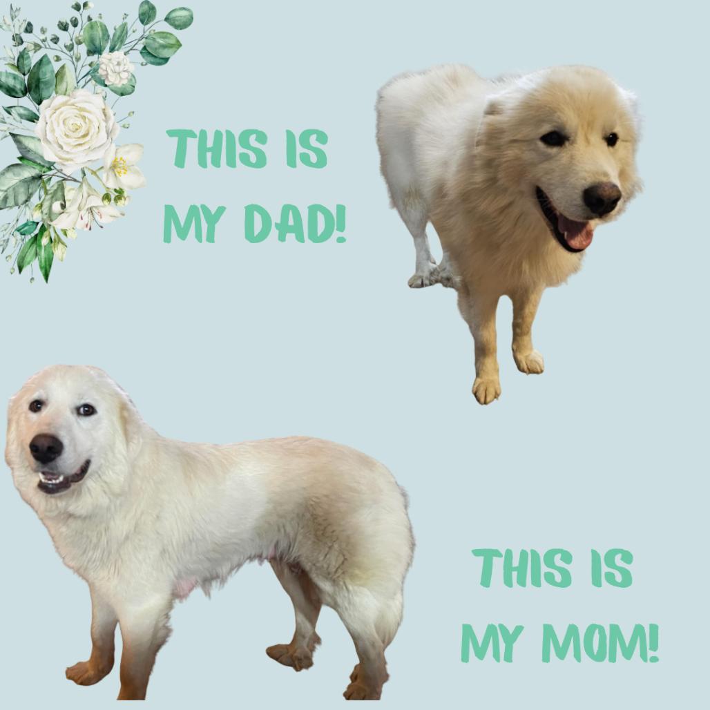 Dolomites thumbnail 5