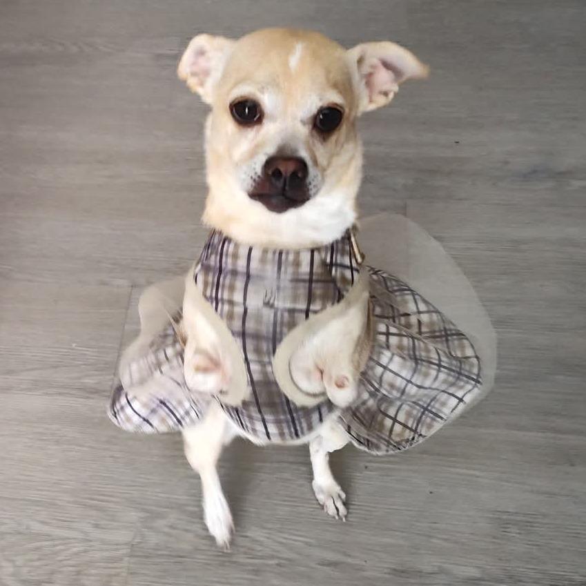 Floppy OS NV, Adoptable, Senior Female Chihuahua.