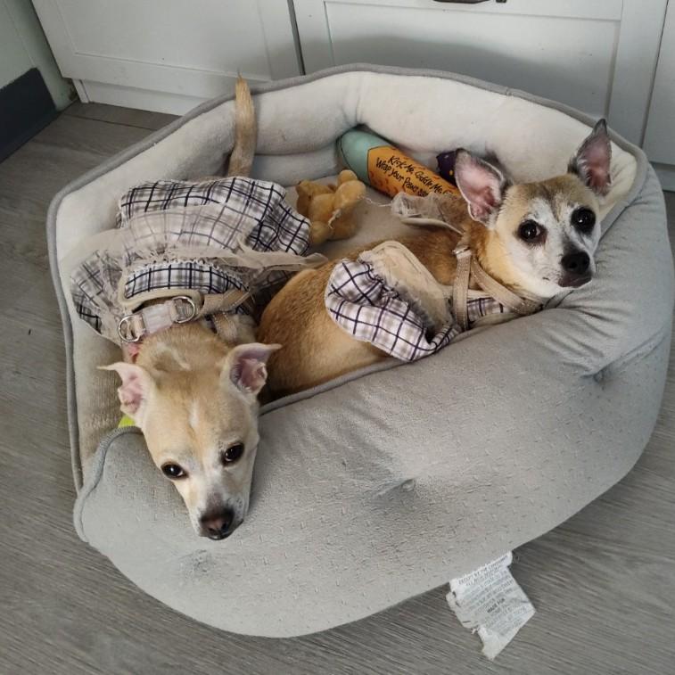 Enlarge Floppy OS NV, a Adoptable Chihuahua in Las Vegas, NV image 2/4