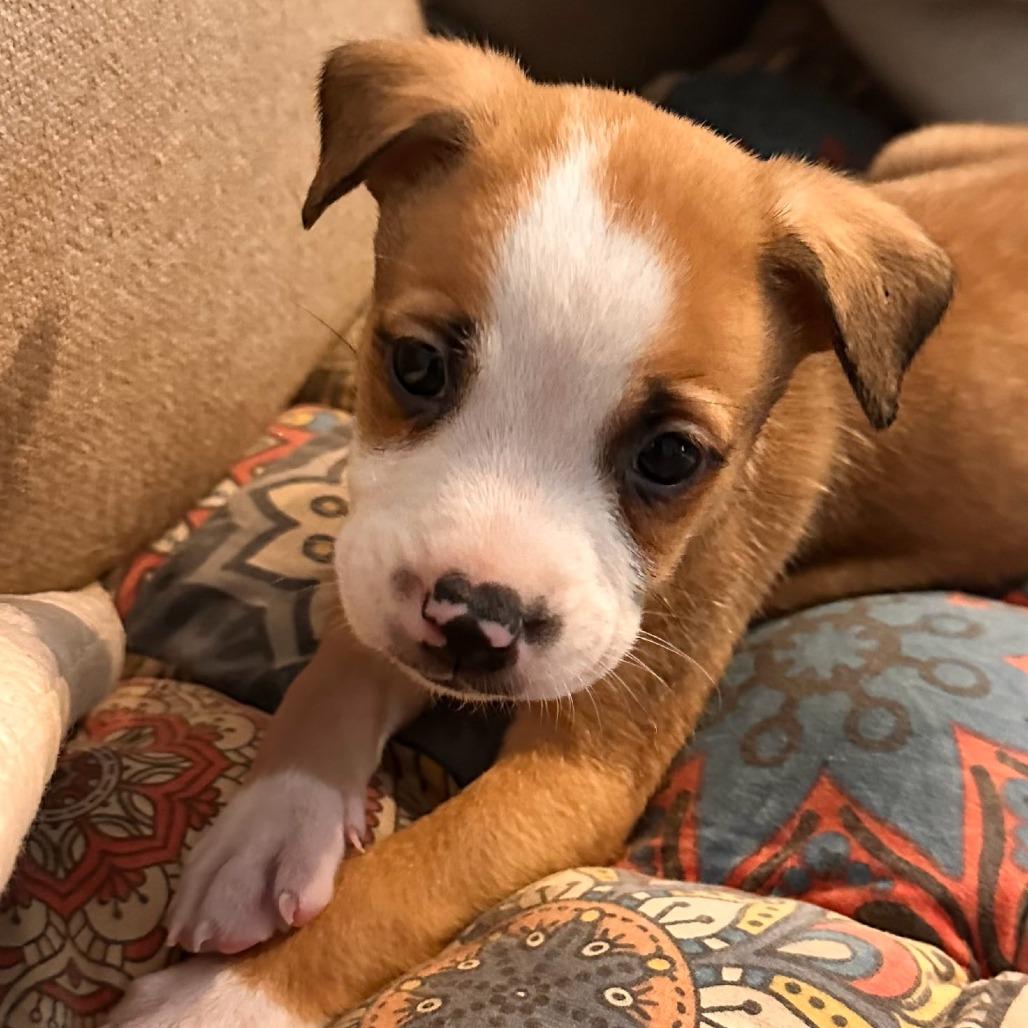 Luke V 25-136, Adoptable, Puppy Male Hound.