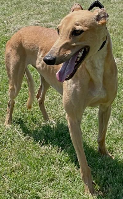Sterling (aka Superior Sterlin), ADOPTABLE, Young Male Greyhound.