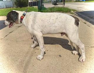 Enlarge Odin- Puppy #1 (CS Litter #1/2026), a Adoptable Great Dane in Pleasanton, TX image 1/3