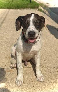 Enlarge Odin- Puppy #1 (CS Litter #1/2026), a Adoptable Great Dane in Pleasanton, TX image 2/3