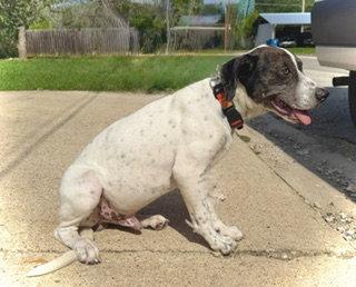 Enlarge Odin- Puppy #1 (CS Litter #1/2026), a Adoptable Great Dane in Pleasanton, TX image 3/3
