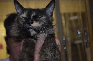 Enlarge Sprinkles, a Adopted Domestic Short Hair in The Dalles, OR image 1/1