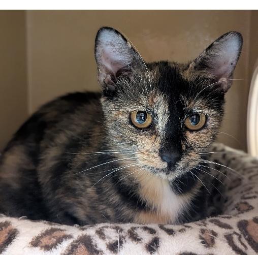 Coffee Coffee BuzzBuzzBuzz!, Adoptable, Adult Female Tortoiseshell & Domestic Short Hair.