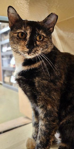 Enlarge Coffee Coffee BuzzBuzzBuzz!, a Adoptable mixed breed in Lafayette, LA image 4/5