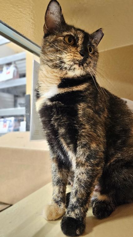 Enlarge Coffee Coffee BuzzBuzzBuzz!, a Adoptable mixed breed in Lafayette, LA image 5/5