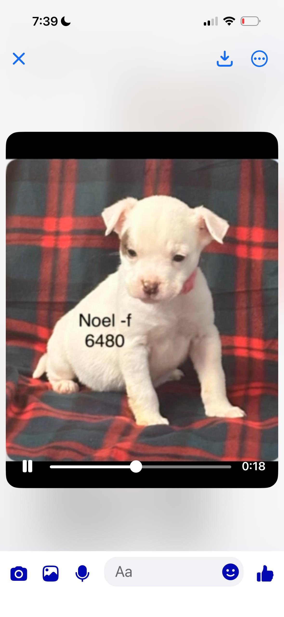 Enlarge Noel, a ADOPTABLE American Staffordshire Terrier in Hop Bottom, PA image 1/1