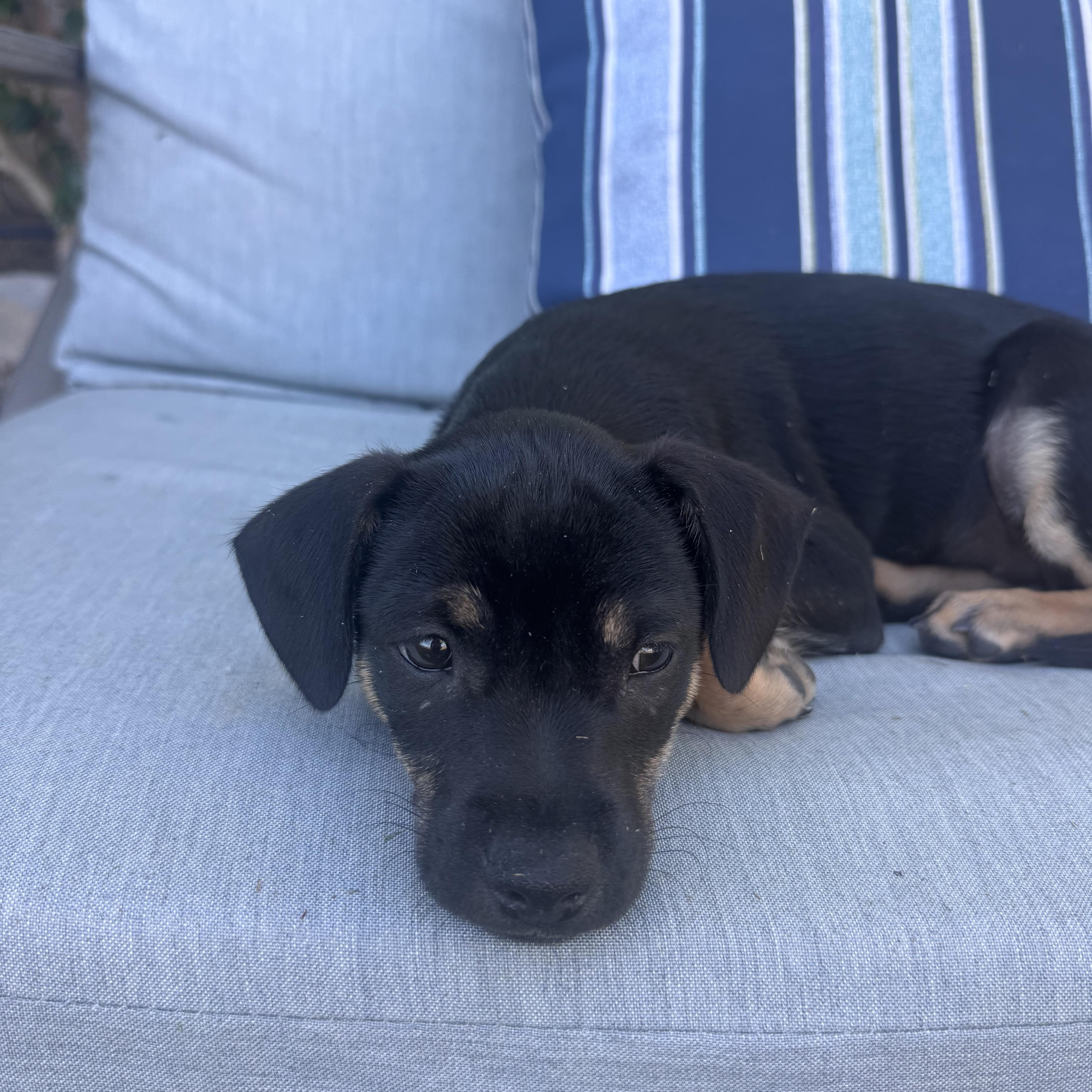 Renata, a Adoptable Border Terrier in San Diego, CA image 5/6