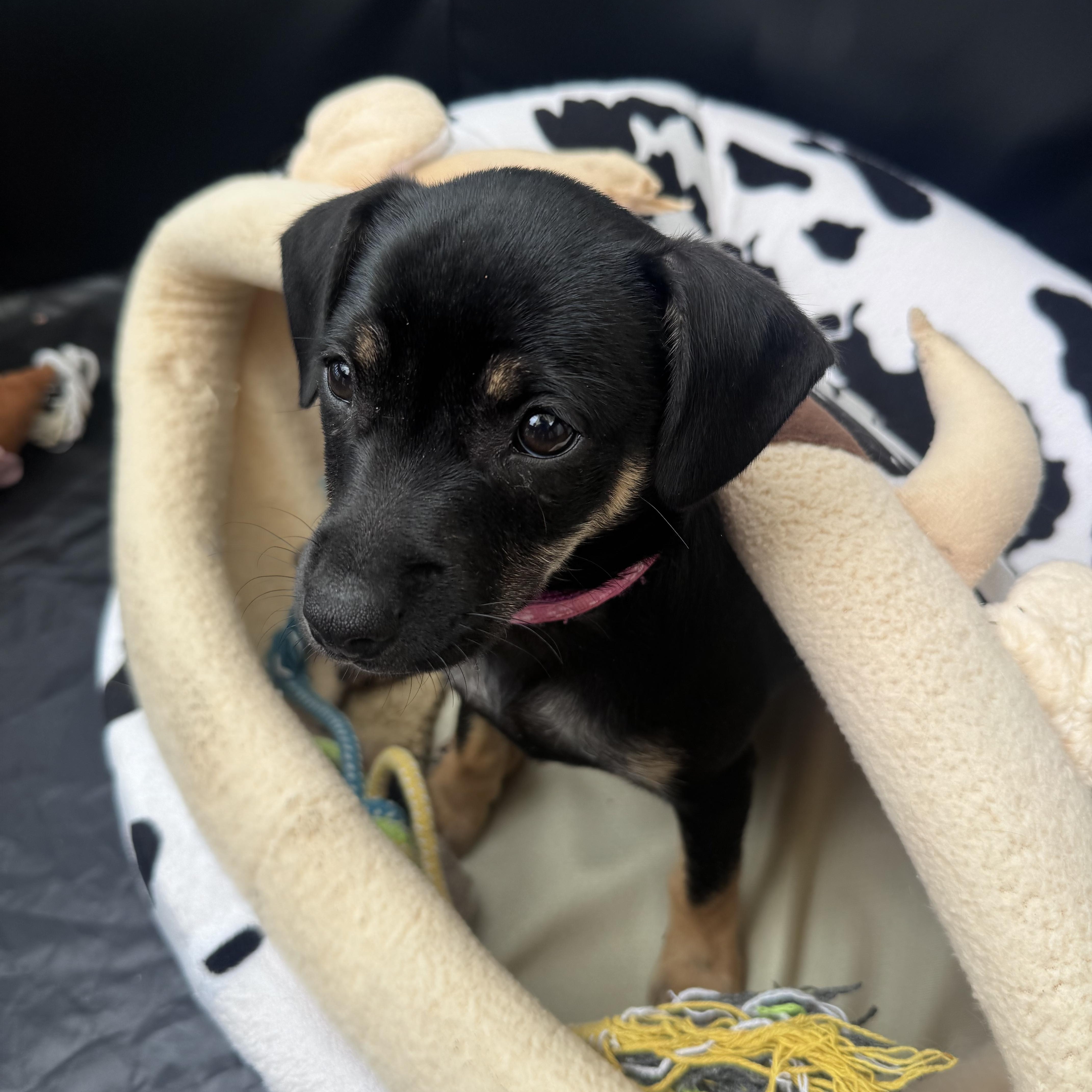 Renata, a Adoptable Border Terrier in San Diego, CA image 3/6