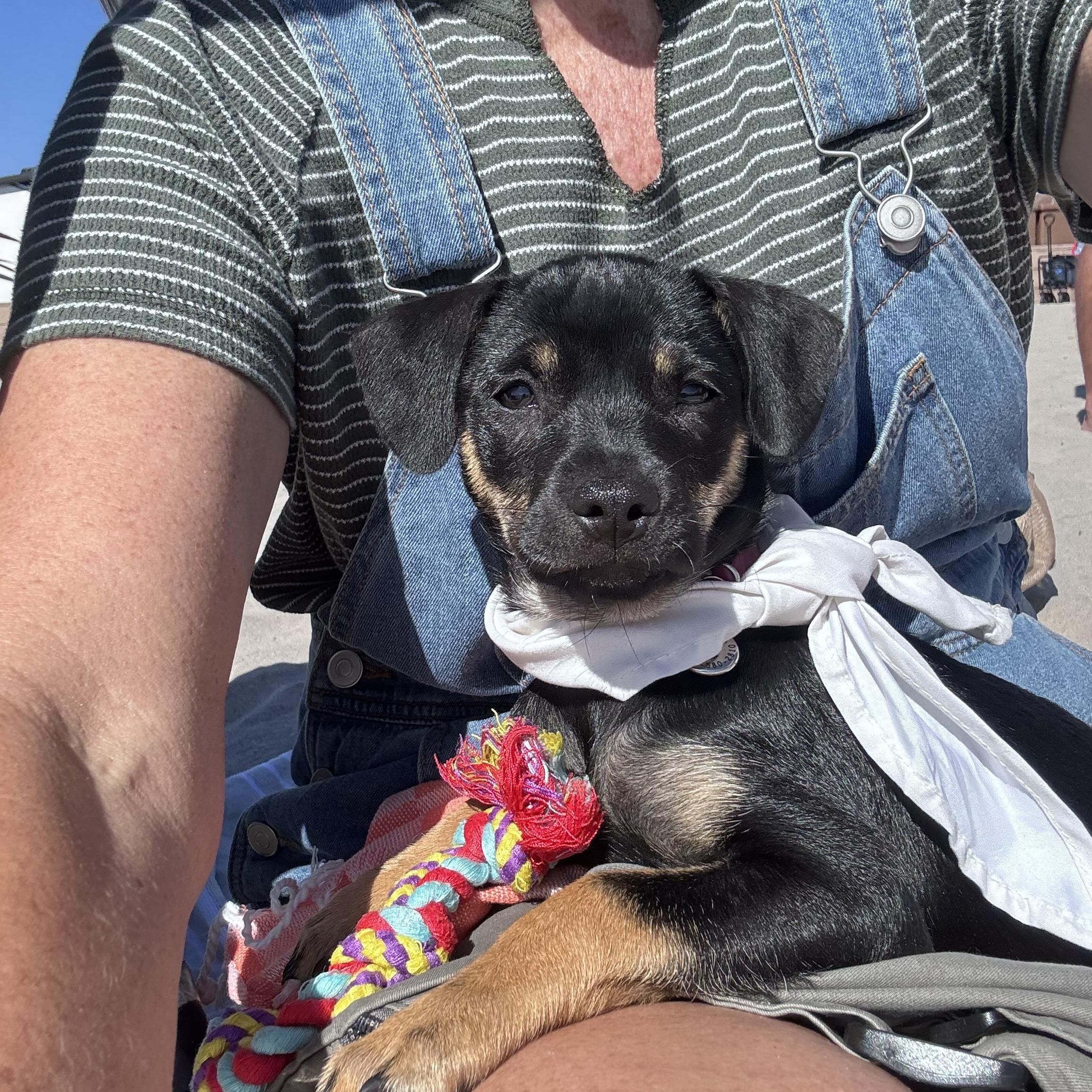 Renata, a Adoptable Border Terrier in San Diego, CA image 4/6