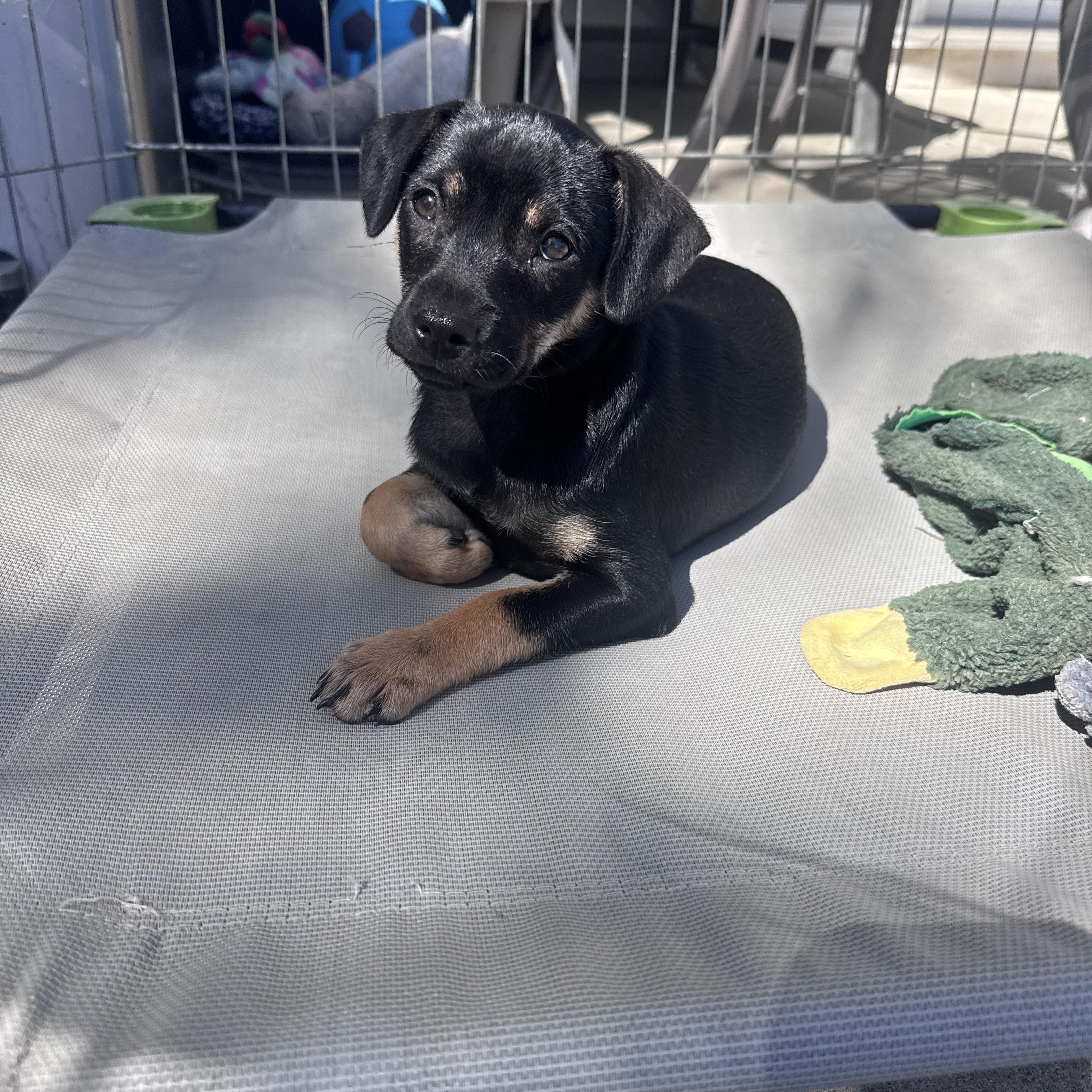 Renata, a Adoptable Border Terrier in San Diego, CA image 2/6