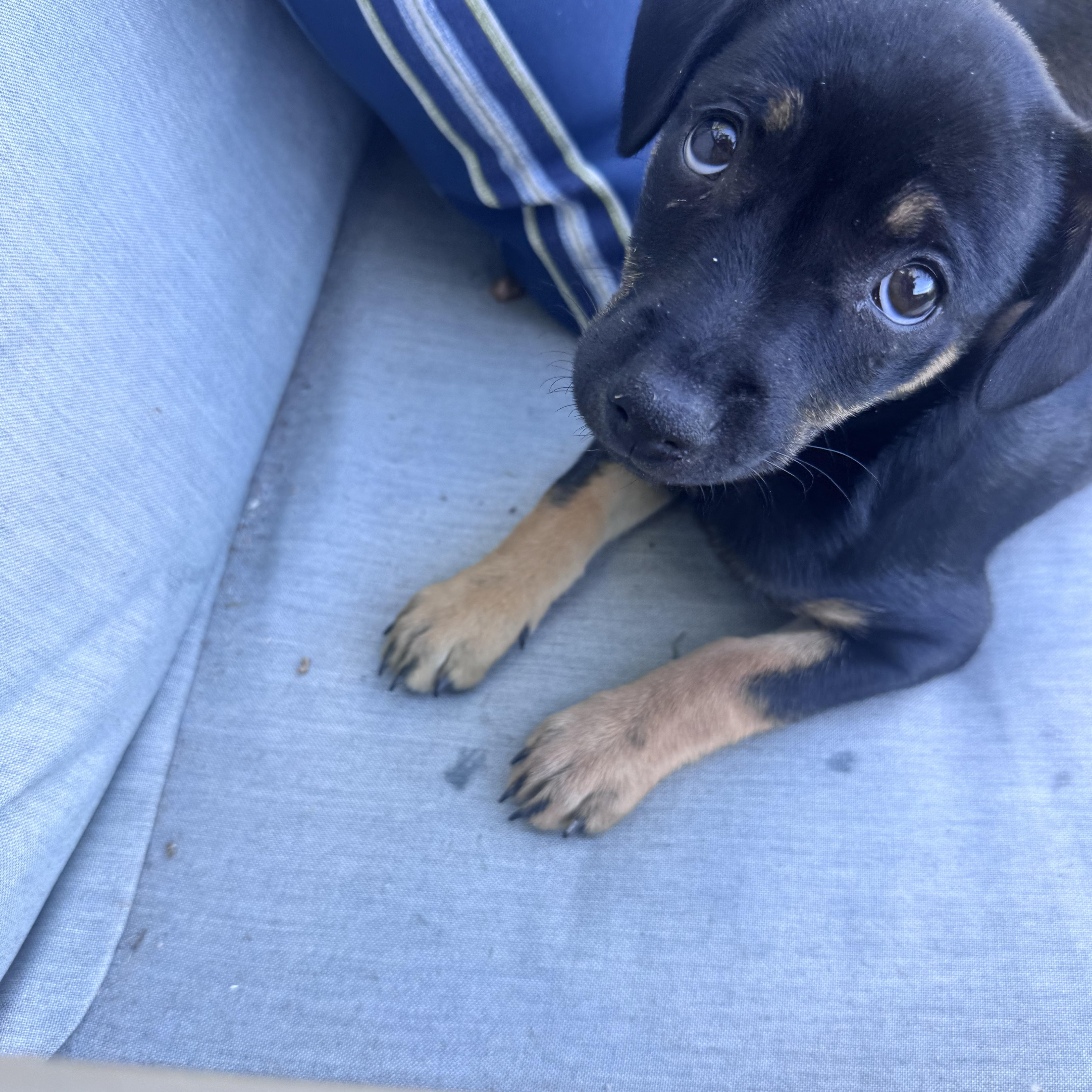 Renata, a Adoptable Border Terrier in San Diego, CA image 6/6