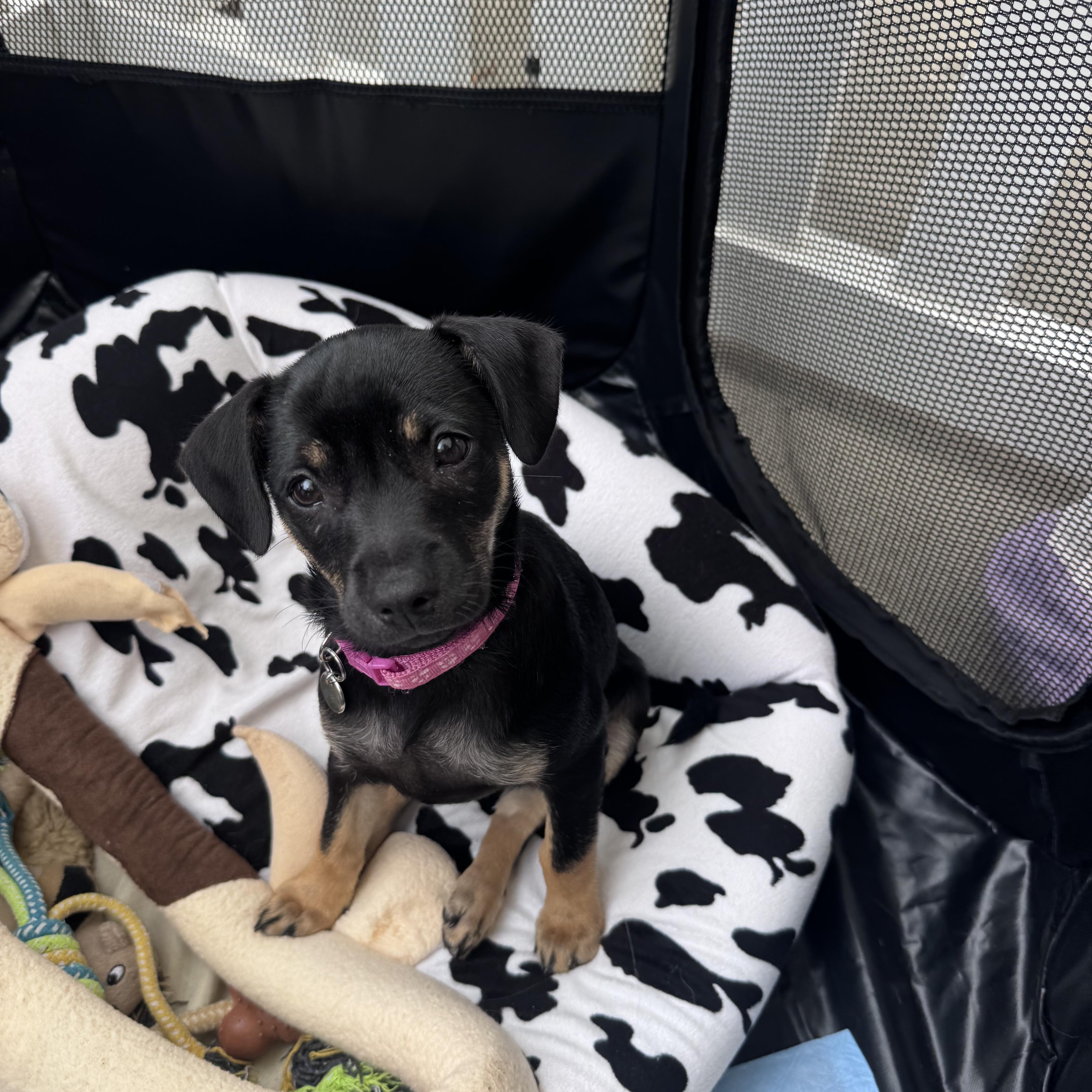 Renata, a Adoptable Border Terrier in San Diego, CA image 1/6