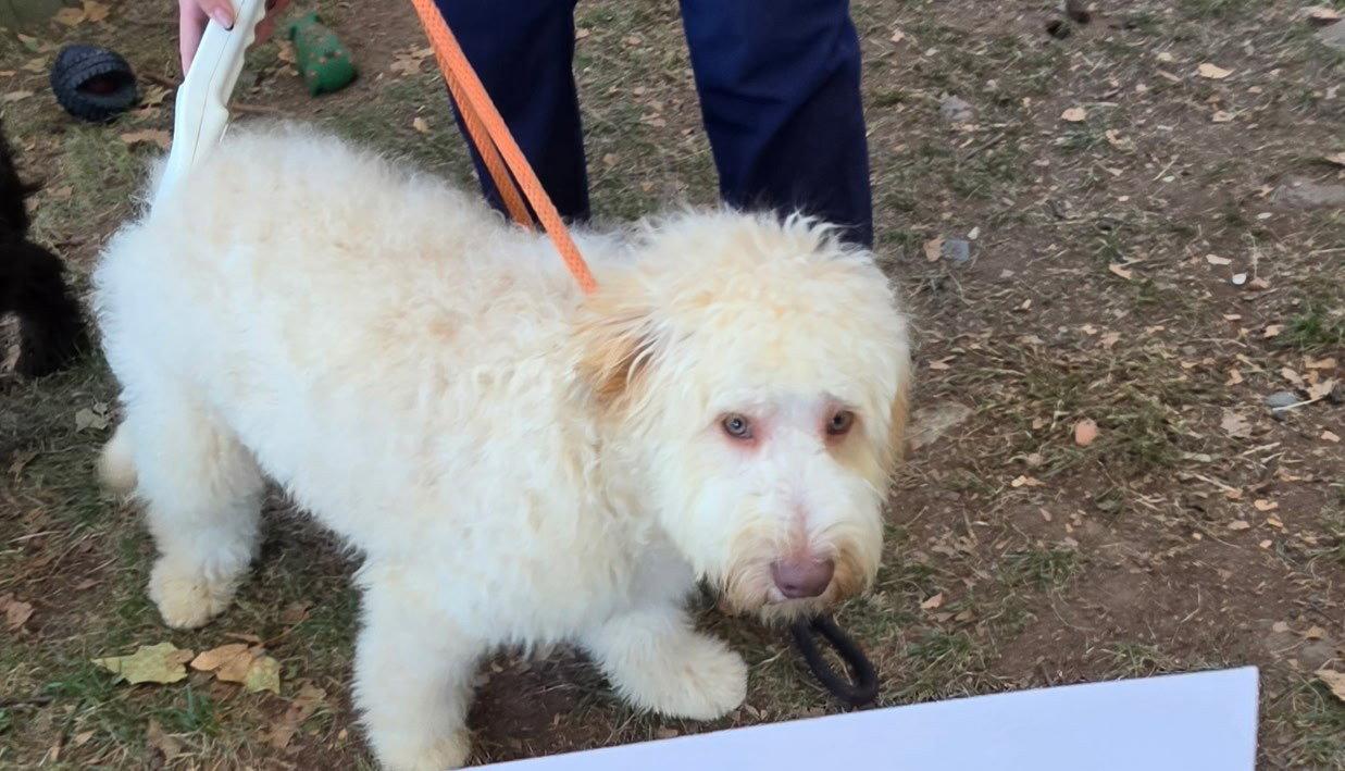 Oscar, Adoptable, Young Male Golden Retriever & Poodle.