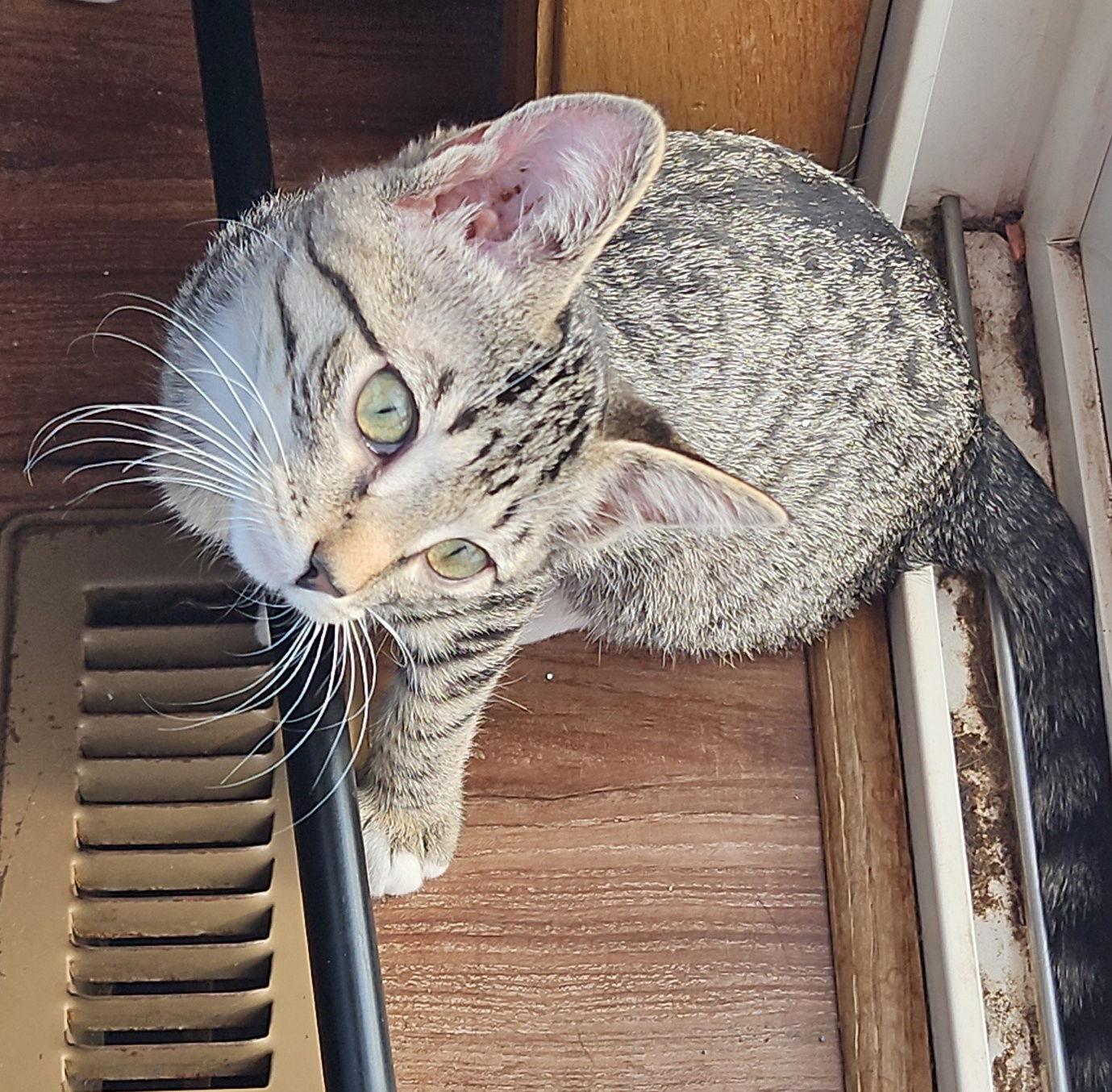 Enlarge Pepper, a Adoptable Domestic Short Hair in Brooklyn Center, MN image 1/3