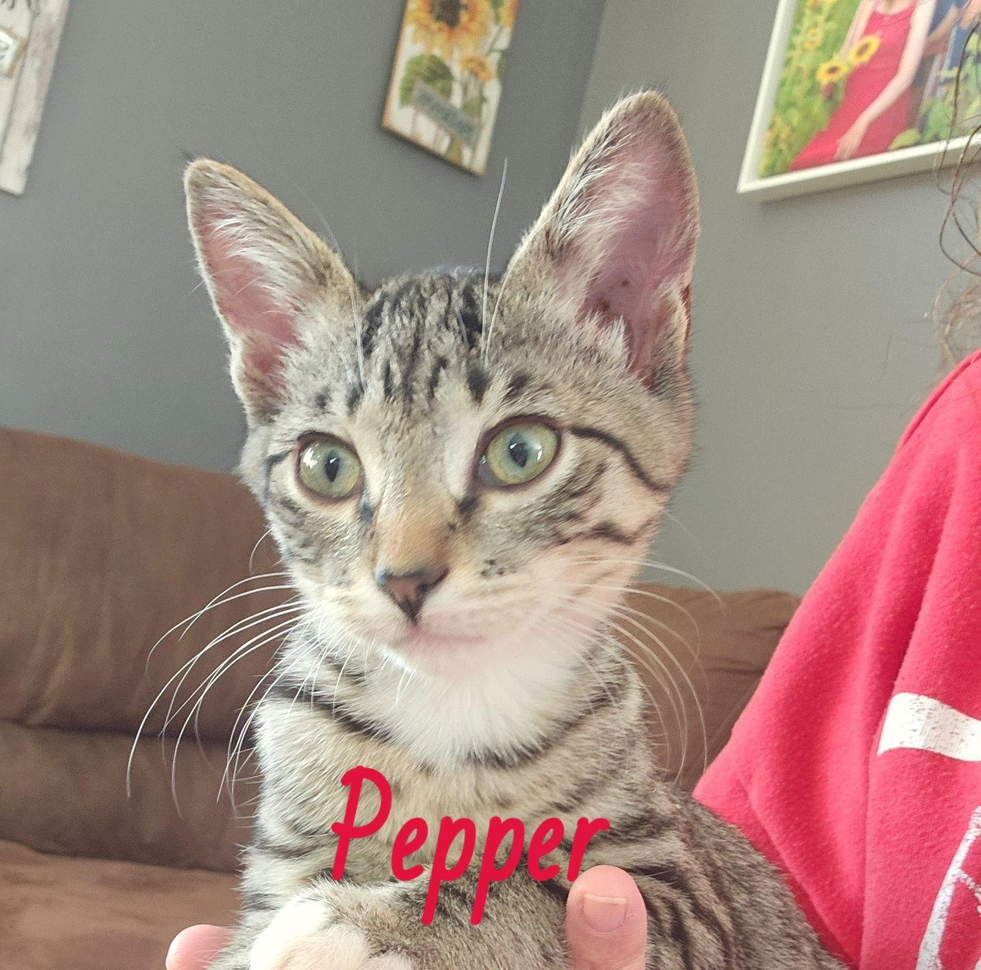 Enlarge Pepper, a Adoptable Domestic Short Hair in Brooklyn Center, MN image 2/3