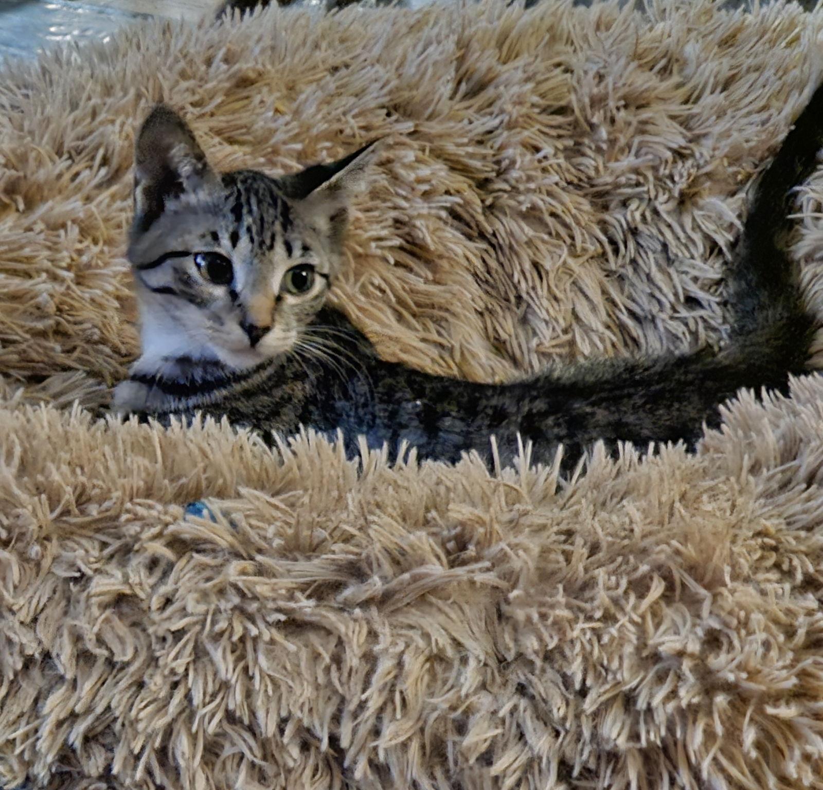 Enlarge Pepper, a Adoptable Domestic Short Hair in Brooklyn Center, MN image 3/3