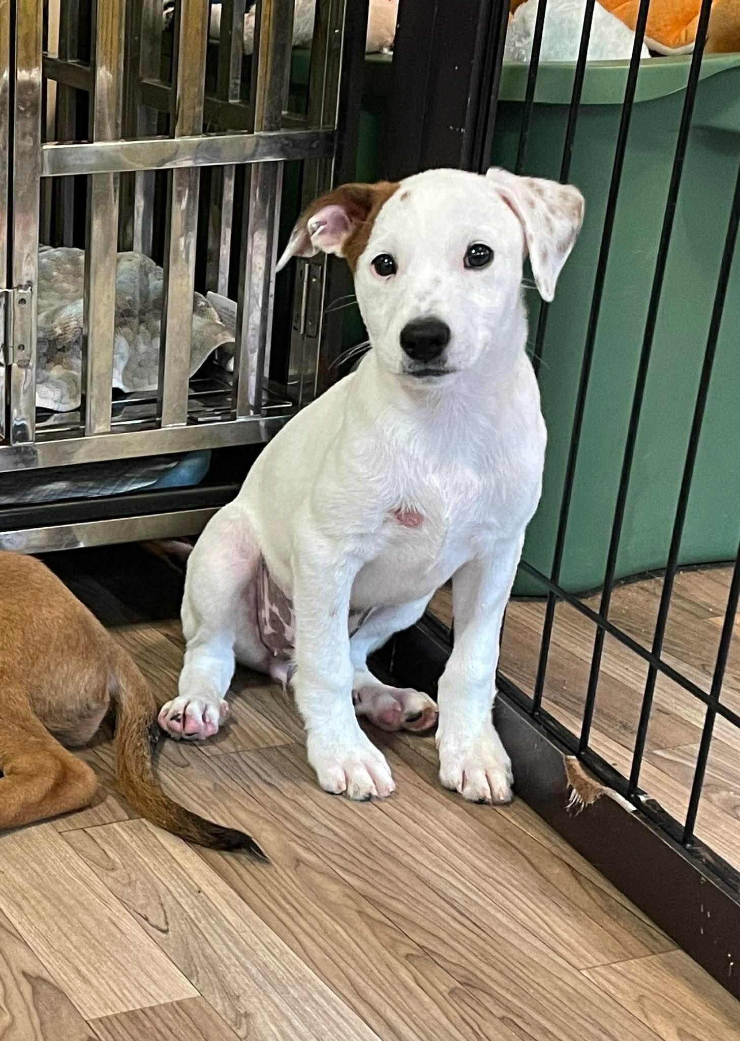 Dahlia, adopted, Puppy Male Mixed Breed.