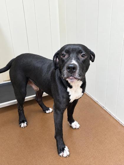 Capone, Adoptable, Adult Male Bull Terrier & Pit Bull Terrier.