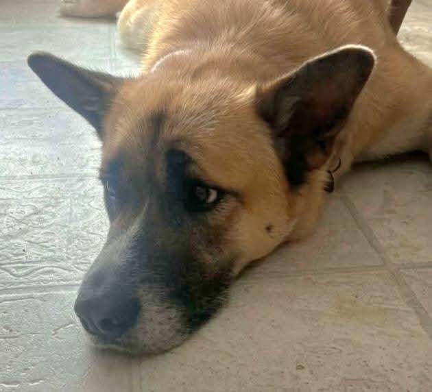 Enlarge Lola, a Adoptable German Shepherd Dog in Etobicoke, ON image 1/3