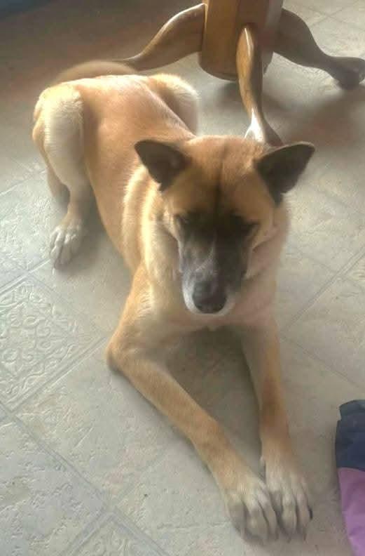 Enlarge Lola, a Adoptable German Shepherd Dog in Etobicoke, ON image 2/3