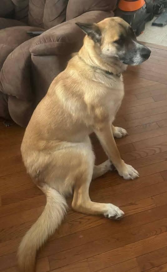 Enlarge Lola, a Adoptable German Shepherd Dog in Etobicoke, ON image 3/3