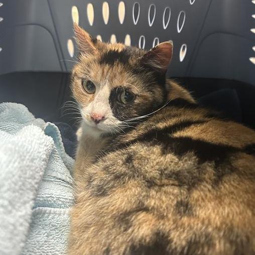 Emelia, Adoptable, Adult Female Domestic Short Hair.