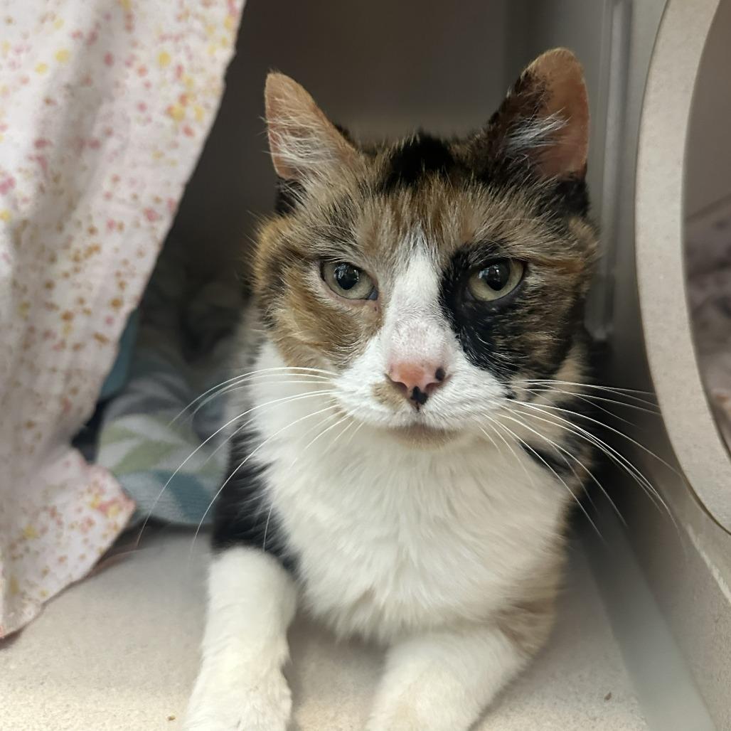 Emelia, a Adoptable Domestic Short Hair in Tacoma, WA image 2/3