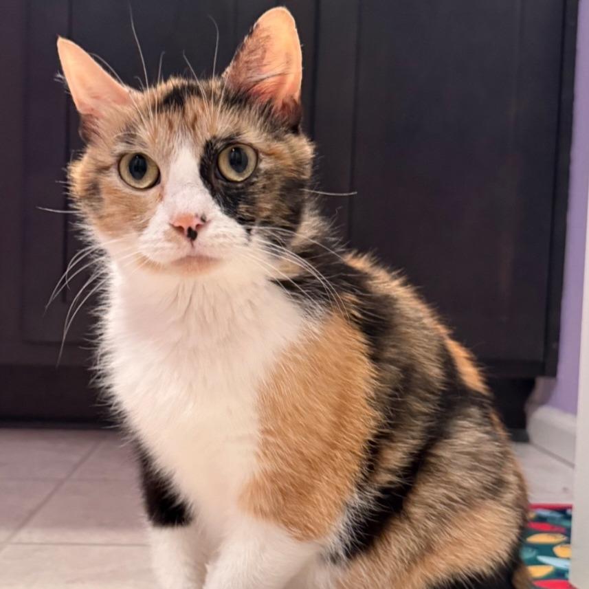 Emelia, a Adoptable Domestic Short Hair in Tacoma, WA image 3/3