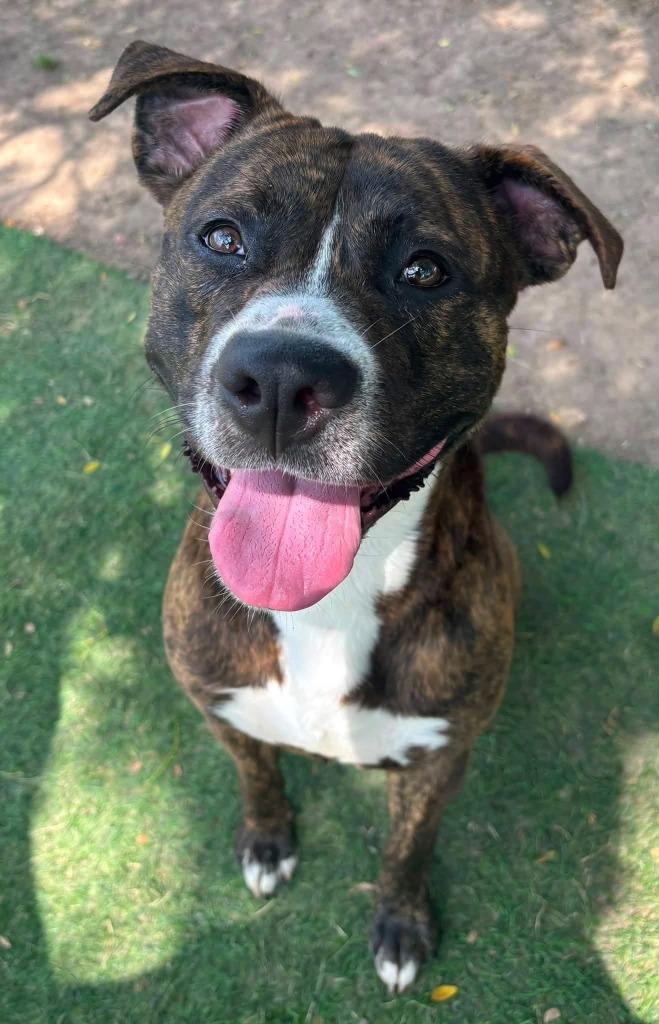 Rocky, Adoptable, Young Male Mixed Breed.
