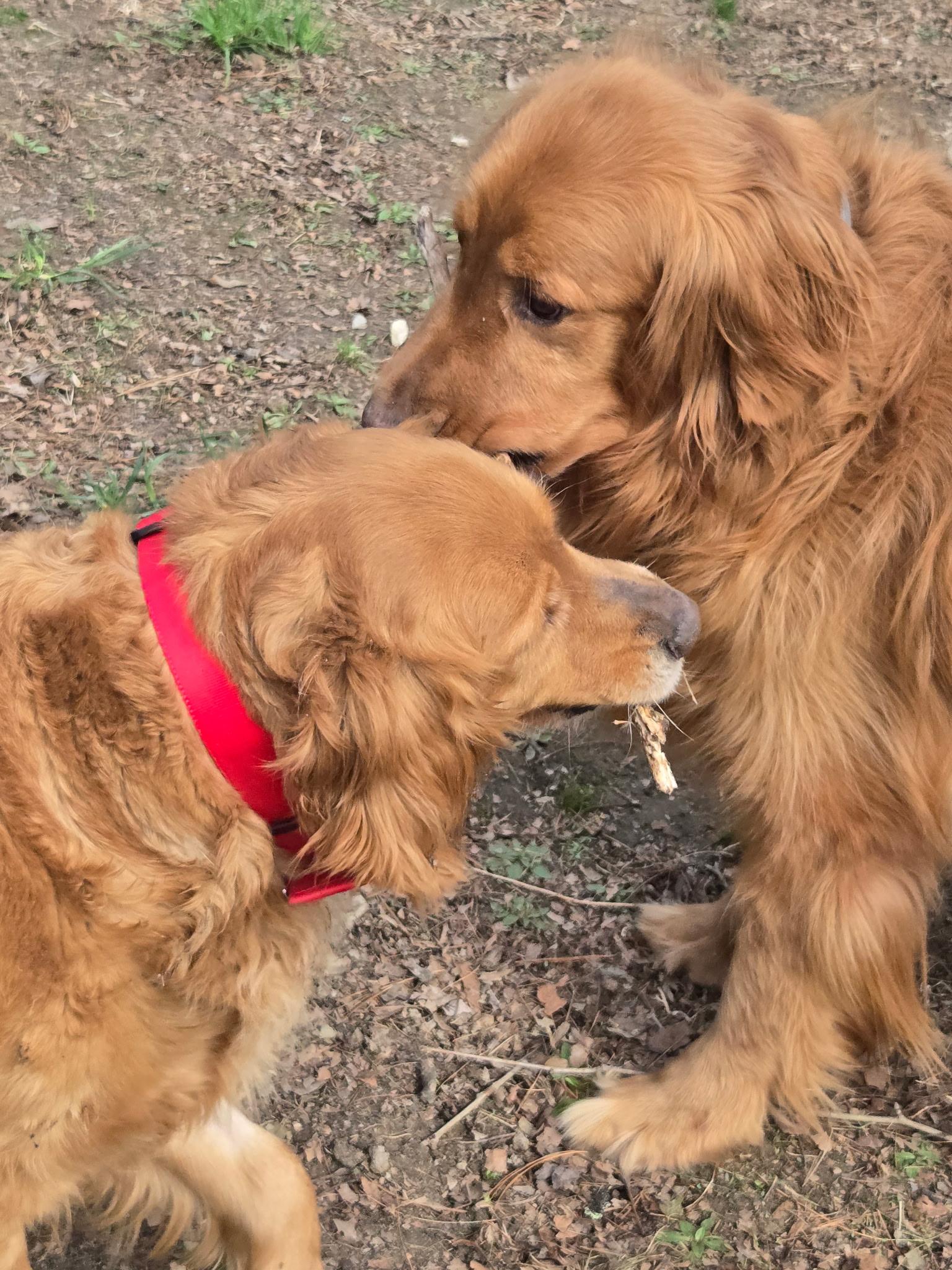 Molly, adopted, Adult Female Golden Retriever.