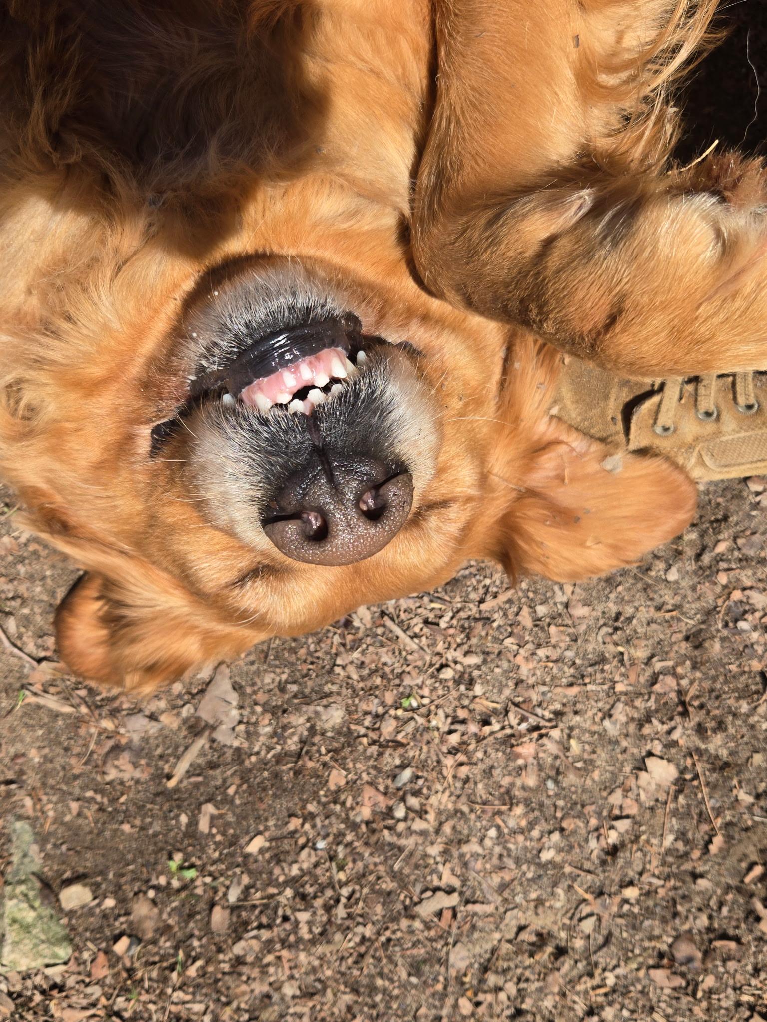 Enlarge Molly, an adopted Golden Retriever in Capon Bridge, WV image 4/4