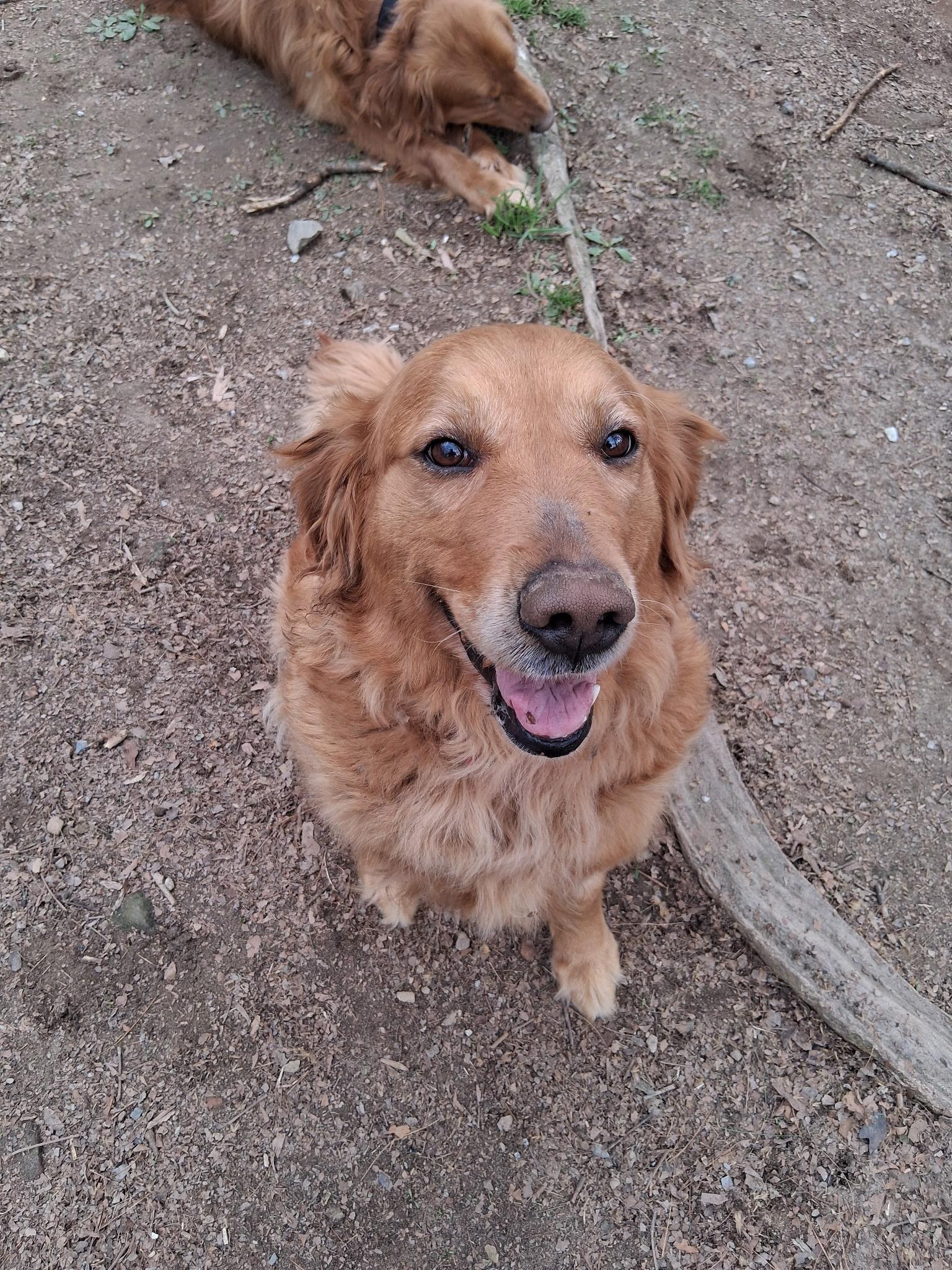 Enlarge Molly, an adopted Golden Retriever in Capon Bridge, WV image 2/4