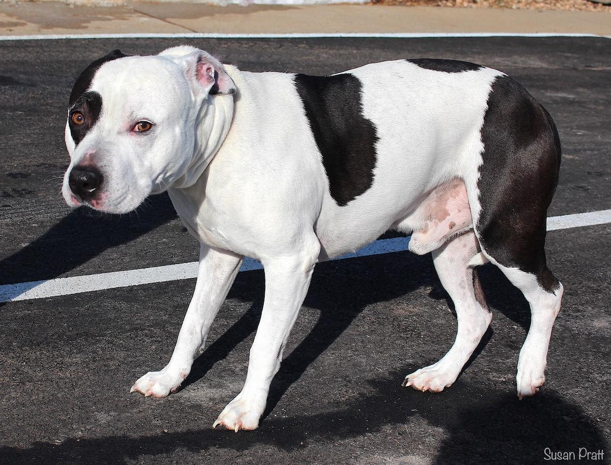 Enlarge Bruno, a ADOPTABLE mixed breed in Bedford, VA image 3/3