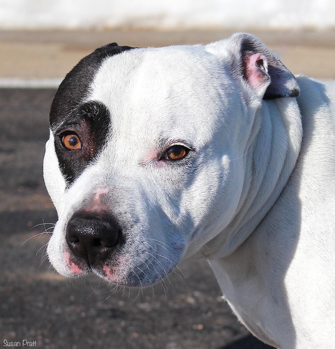 Enlarge Bruno, a ADOPTABLE mixed breed in Bedford, VA image 1/3