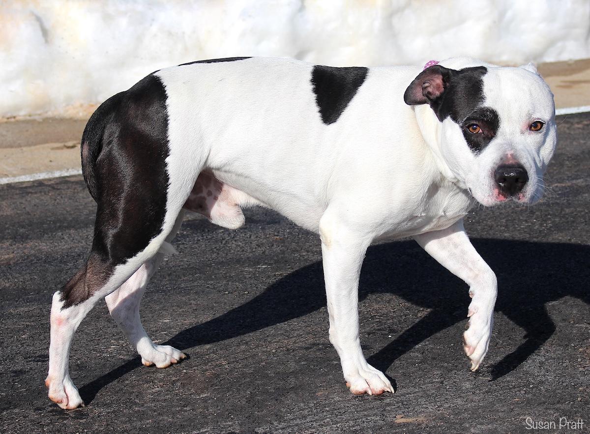Enlarge Bruno, a ADOPTABLE mixed breed in Bedford, VA image 2/3